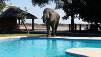 Mopani Safari Lodge Mid-range lodge bordering South Luangwa NP without fences – Day 1: Lunch & Dinner Included – Day 2-3: All Meals Included +4 Photos +3 Photos