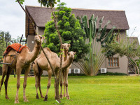 Weru Weru River Lodge