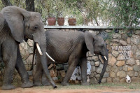 Tarangire Safari Lodge