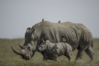 Porini Rhino Camp
