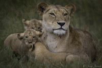 Porini Lion Camp