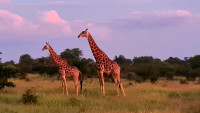 nDzuti Bush Camp