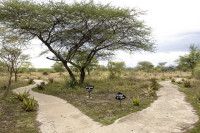 Africa Safari Serengeti Ikoma (Campsite)
