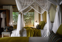 Gorilla Forest Lodge