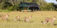Bomani Tented Camp