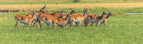 3-Day Khwai Concession & Lodge