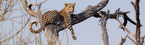 5-Day Botswana Crocodile Camp and Khwai