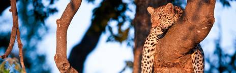 4-Day Accommodated Okavango Safari - Moremi Game Reserve