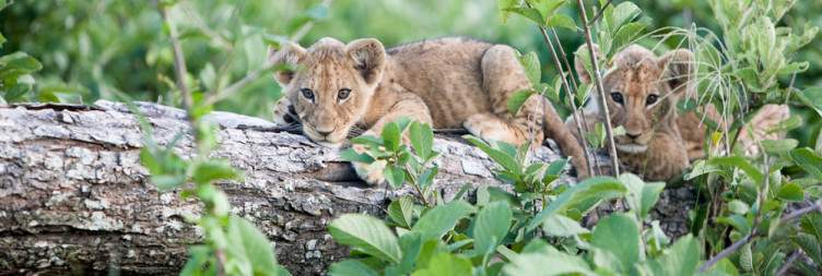 Crossing the Botswana Border for a Boat Cruise and Game Drive in Chobe National Park