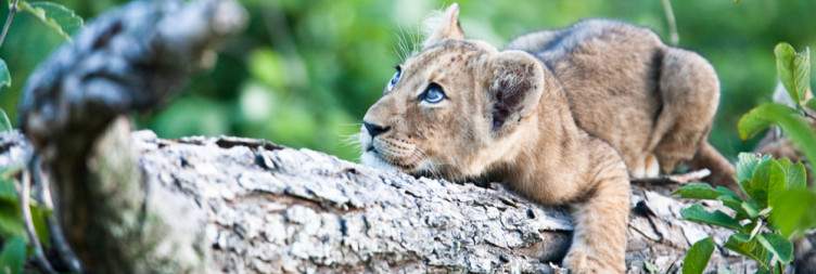 Road transfer Hwange to Chobe national park