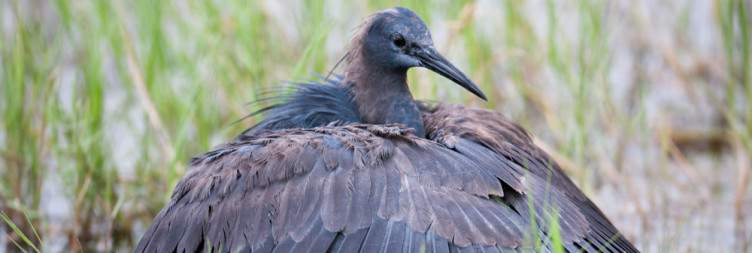 Chobe Full-Day Boat Cruise & Game Drive