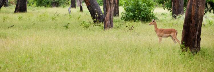 Zimbabwe - Chobe National Park