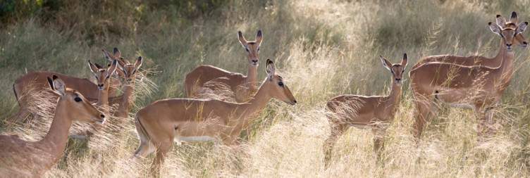 Chobe fullday Trip & Boma Dinner