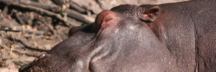 Transfers to Kasane, Chobe National Park and Afternoon Game Drive