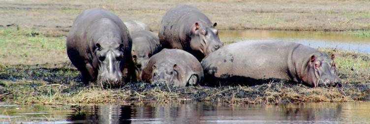 Chobe National Park