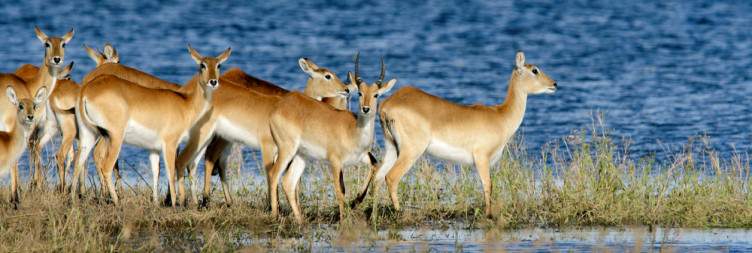11-Day Botswana Baobabs and Okavango Delta
