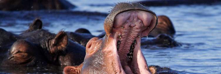 Transfer from Victoria Falls, Chobe Game Drive and Safari Boat Cruise