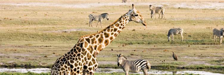 Victoria Falls - Chobe National Park