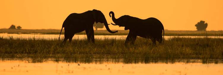Savuti to Chobe National Park
