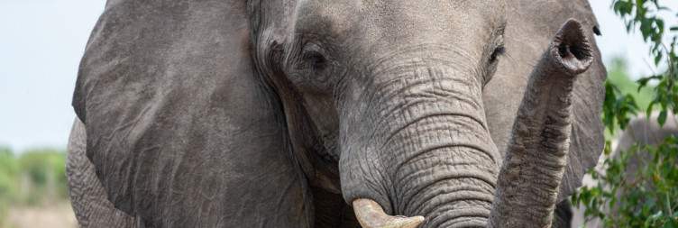 Depart from Savuti Game Reserve to Chobe National Park