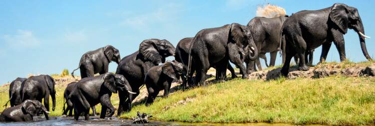 Chobe National Park