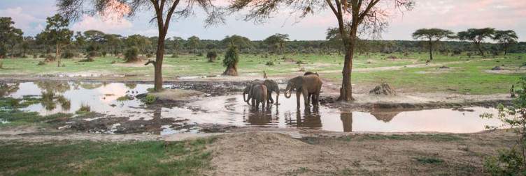 Transfer to Chobe National Park