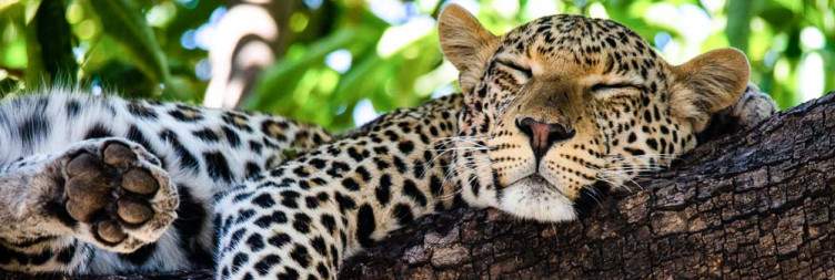 Morning game drive in Chobe National Park