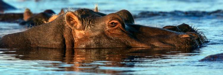 Chobe River
