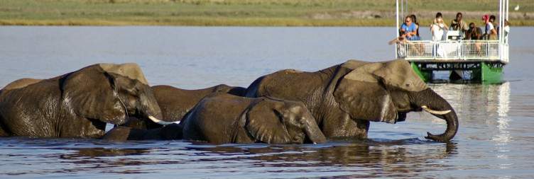 Chobe River