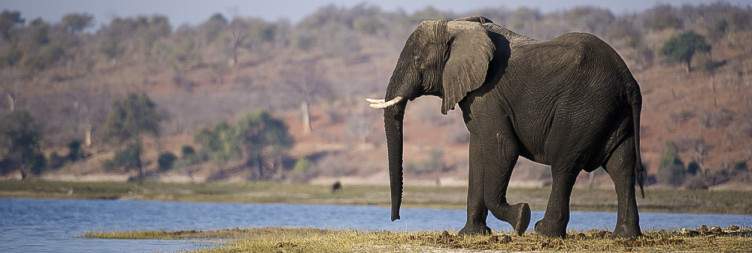 Chobe National Park – Among Giants