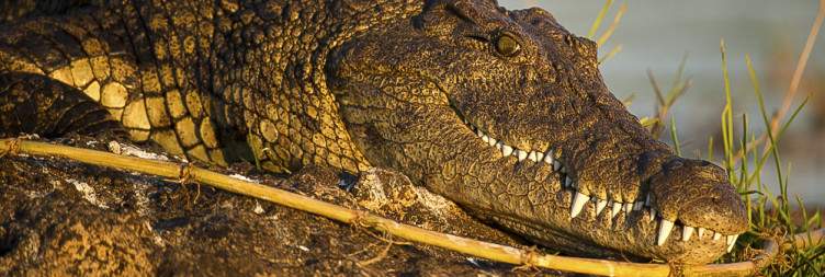 A Full Day of Safari Adventures in Chobe National Park