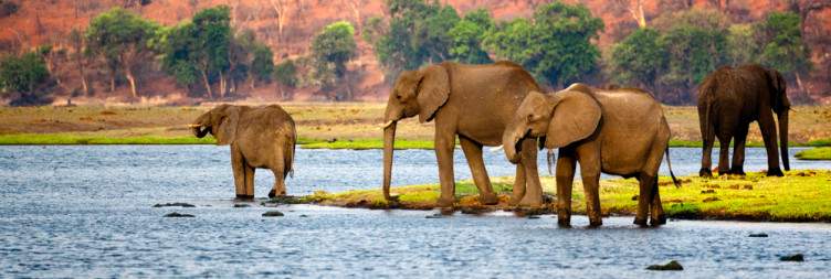 Journey to Chobe in Botswana