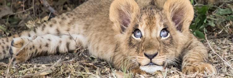 Exploring the Okavango Delta
