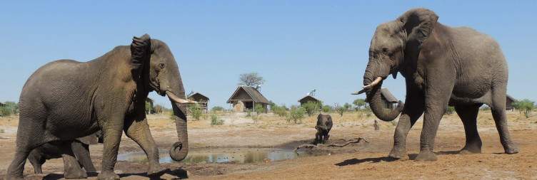 Transfer to Elephant Sands and Guided Game Drive