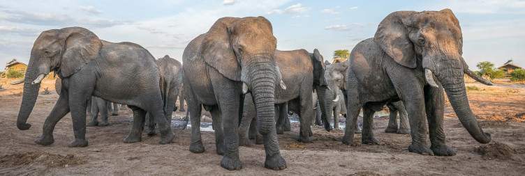 Transfer from Kasane to Elephant Sands