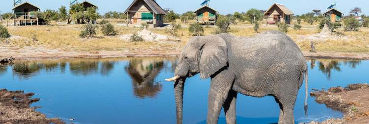 Morning Chobe Game Drive & Transfer to Elephant Sands Lodge