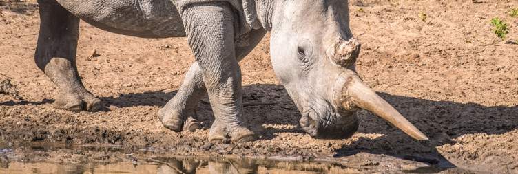 Khama Rhino Sanctuary