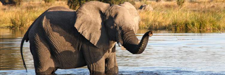 5-Day Botswana Crocodile Camp and Khwai