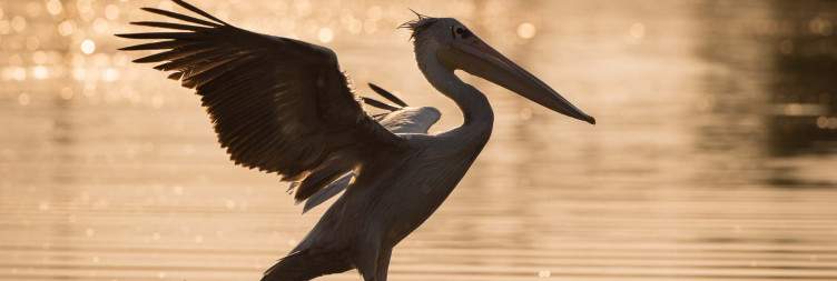 Khwai – Waterways of the Delta