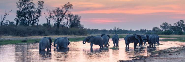 Khwai – The Pulse of the Delta