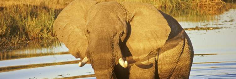 Arrive in Maun and transfer by light aircraft to the Linyanti region of Botswana
