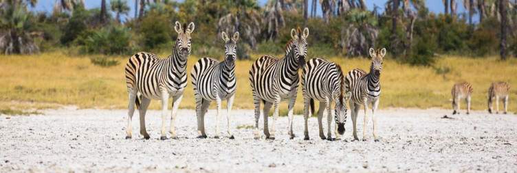 Transfer from Elephant Sands to Makgadikgadi Pans