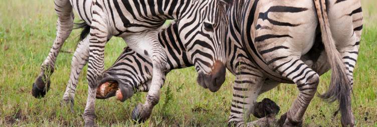 Full-Day in Moremi Game Reserve