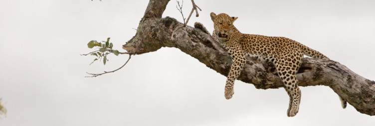Moremi - Predator Tracking & Scenic Diversity