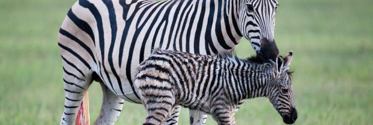 Full-Day Moremi Game Reserve Excursion