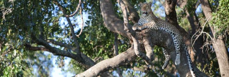Moremi Game Reserve: Camp Moremi