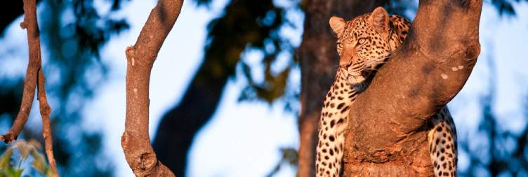 Overnight in the Moremi Game Reserve