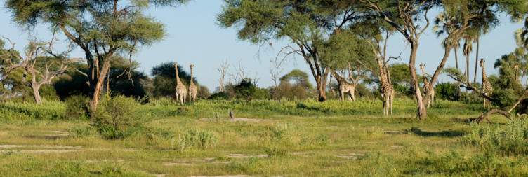 Full Day Exploring Moremi