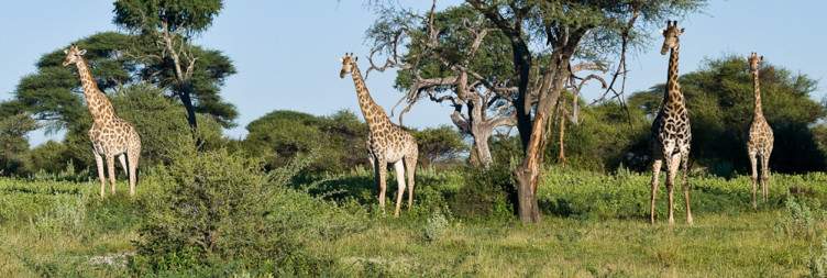 Meet & Greet - Departure from Maun