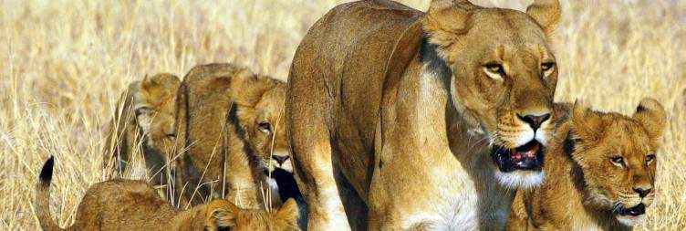 Moremi Game Reserve